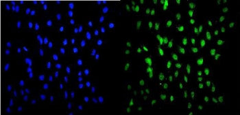 Immunofluorescent staining of FFPE human U-2 OS cells with HSF2 antibody (green) and DAPI nuclear stain (blue). HIER: steam section in pH6 citrate buffer for 20 min.