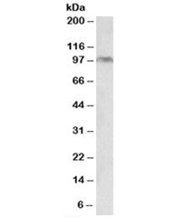 Western blot testing of HeLa lysate with Aryl Hydrocarbon Receptor antibody at 0.2ug/ml. Predicted molecular weight ~ 95kDa.