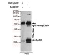 Immunoprecipitation of FADD from HeLa cell lysate using FADD antibody. The precipitate was subsequently immunoblotted with the same mAb.