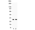 Western blot testing of Olig1 antibody and Lane 1: U87; 2: HeLa lysate