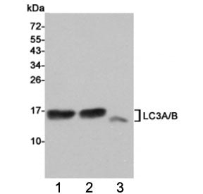 Western blot testing of 1) rat cerebral cortex, 2) rat brain and 3) human HeLa cell lysates using LC3A/B antibody at 1:1000. Predicted molecular weight: ~14 kDa (LC3A) and ~15 kDa (LC3B).