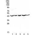 Western blot testing of human 1) HeLa, 2) placenta, 3) HepG2, 4) 22RV1 and 5) U-2 OS cell lysate with HMBS antibody at 0.5ug/ml. Predicted molecular weight: ~39 kDa.
