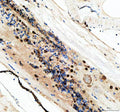 Immunohistochemical analysis of Dhx9 protein using Zebrafish Dhx9 antibody and paraffin-embedded zebrafish eye tissue. HIER: boil tissue sections in pH8 EDTA for 20 min and allow to cool before testing.