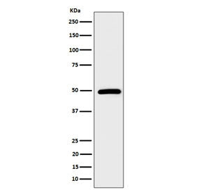 Western blot testing of human HeLa cell lysate with STAMBP antibody. Predicted molecular weight ~48 kDa.