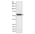Western blot testing of human fetal liver with 58K Golgi protein antibody. Predicted molecular weight ~58 kDa.