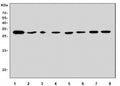 Western blot testing of rat 1) brain, 2) stomach, 3) lung, 4) liver, 5) kidney, 6) spleen, 7) thymus and 8) PC-12 lysate with Fadd antibody. Predicted molecular weight ~23 kDa, commonly observed at 23-28 kDa.