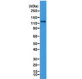 Western blot testing of human HeLa cell lysate with recombinant N-Cadherin antibody. Predicted molecular weight ~100 kDa (unmodified), 125-140 kDa (modified).
