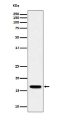 Western blot analysis of TCEB2/ELOB expression in human Jurkat cell lysate using ELOB antibody. Western blot shows a band at ~16 kDa, higher than the calculated ~13 kDa, consistent with the known slower SDS-PAGE migration of small ubiquitin-like proteins such as Elongin B.
