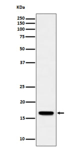 Western blot analysis of TCEB2/ELOB expression in human Jurkat cell lysate using ELOB antibody. Western blot shows a band at ~16 kDa, higher than the calculated ~13 kDa, consistent with the known slower SDS-PAGE migration of small ubiquitin-like proteins such as Elongin B.