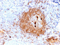 IHC staining of FFPE human tonsil with recombinant IgM Heavy Chain antibody (clone rIGHM/2558). HIER: boil tissue sections in pH 9 10mM Tris with 1mM EDTA for 10-20 min and allow to cool before testing.