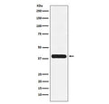 Western blot testing of human K562 cell lysate with Glycophorin C antibody. Predicted molecular weight ~14 kDa but may be observed at up to 40 kDa due to glycosylation.