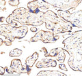 IHC analysis of GANAB using anti-GANAB antibody. GANAB was detected in a paraffin-embedded section of human placenta tissue. Heat mediated antigen retrieval was performed in EDTA buffer (pH 8.0, epitope retrieval solution). The tissue section was blocked with 10% goat serum. The tissue section was then incubated with 2 ug/ml rabbit anti-GANAB antibody overnight at 4oC. Peroxidase Conjugated Goat Anti-rabbit IgG was used as secondary antibody and incubated for 30 min at 37oC.