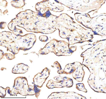 IHC analysis of GANAB using anti-GANAB antibody. GANAB was detected in a paraffin-embedded section of human placenta tissue. Heat mediated antigen retrieval was performed in EDTA buffer (pH 8.0, epitope retrieval solution). The tissue section was blocked with 10% goat serum. The tissue section was then incubated with 2 ug/ml rabbit anti-GANAB antibody overnight at 4oC. Peroxidase Conjugated Goat Anti-rabbit IgG was used as secondary antibody and incubated for 30 min at 37oC.