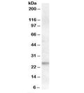 Western blot testing of human lymph node lysate with FAIM1 antibody at 0.5ug/ml. Predicted/observed molecular weight: ~25kDa.