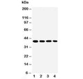 Western blot testing of human 1) SMMC-7721, 2) MCF-7, 3) Raji and 4) SW620 cell lysate with MTCO1 antibody. Predicted molecular weight ~57 kDa, also observed at ~40 kDa (ref. 1).