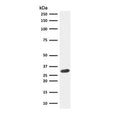 Western blot testing of human HeLa cell lysate with CDK1 antibody (clone CDVC2-1). Predicted molecular weight ~33 kDa.
