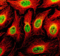 Immunofluorescent staining of TBKBP1 using anti-TBKBP1 antibody (green) and anti-Beta Tubulin antibody (red). TBKBP1 was detected in an immunocytochemical section of U2OS cells. Enzyme antigen retrieval was performed using IHC enzyme antigen retrieval reagent for 15 mins. The cells were blocked with 10% goat serum. And then incubated with 5 ug/ml rabbit anti-TBKBP1 antibody and mouse anti-Beta Tubulin antibody overnight at 4oC.