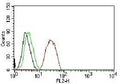 FACS testing of MCF-7 cells: Black=cells alone; Green=isotype control; Red=Estrogen Receptor beta antibody