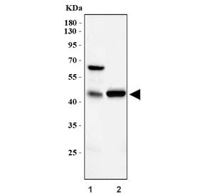 Western blot testing of 1) rat lung and 2) human COLO-320 cell lysate with CXCR2 antibody. Predicted molecular weight ~40 kDa.