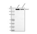Western blot analysis of IQSEC2 using anti-IQSEC2 antibody. Electrophoresis was performed on a 8% SDS-PAGE gel at 80V (Stacking gel) / 120V (Resolving gel) for 2 hours. Lane 1: rat brain tissue lysates, Lane 2: mouse brain tissue lysates. After electrophoresis, proteins were transferred to a nitrocellulose membrane at 150 mA for 50-90 min. Blocked the membrane with 5% non-fat milk/TBS for 1.5 hour at RT.