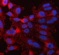 Immunofluorescent staining of FFPE human HeLa cells with TLN1 antibody (red) and DAPI nuclear stain (blue). HIER: steam section in pH6 citrate buffer for 20 min.
