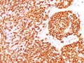 IHC test of FFPE human tonsil probed with CD45RB antibody