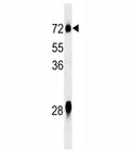 NOX3 antibody western blot analysis in mouse liver tissue lysate.