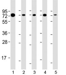 Western blot testing of human 1) Raji, 2) HeLa, 3) Daudi, 4) HT-29 and 5) mouse NIH3T3 cell lysate with SAM68 antibody at 1:2000. Predicted molecular weight 48 kDa but routinely observed at 62-68 kDa.