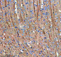 Immunohistochemical staining of MAP1B using anti-MAP1B antibody. MAP1B was detected in a paraffin-embedded section of mouse brain tissue. Heat mediated antigen retrieval was performed in EDTA buffer (pH 8.0, epitope retrieval solution). The tissue section was blocked with 10% goat serum. The tissue section was then incubated with 2 ug/ml rabbit anti-MAP1B antibody overnight at 4oC. Peroxidase Conjugated Goat Anti-rabbit IgG was used as secondary antibody and incubated for 30 min at 37oC.