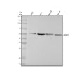 Western blot analysis of GRSF1 using anti-GRSF1 antibody. Electrophoresis was performed on a 10% SDS-PAGE gel at 80V (Stacking gel) / 120V (Resolving gel) for 2 hours. Lane 1: human 293T whole cell lysates, Lane 2: human Hela whole cell lysates, Lane 3: human HepG2 whole cell lysates, Lane 4: human Jurkat whole cell lysates. After electrophoresis, proteins were transferred to a nitrocellulose membrane at 150 mA for 50-90 min. Blocked the membrane with 5% non-fat milk/TBS for 1.5 hour at RT.