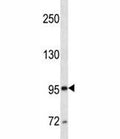CD10 antibody western blot analysis in CEM lysate.