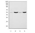Western blot testing of 1) human HeLa, 2) rat brain, 3) rat C6 and 4) mouse brain tissue lysate with SMAD3 antibody. Routinely observed at a molecular weight of 48~56 kDa.