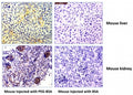 IHC testing of mouse liver and kidney using 0.5 ug/ml of recombinant PEG antibody. The mouse was injected with PEG-BSA or BSA for 3 hours before sampling. A pH6 Citrate buffer or pH9 Tris/EDTA buffer HIER step is recommended for testing of FFPE tissue sections.