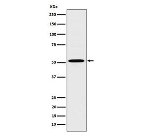 Western blot testing of human HepG2 cell lysate with HNF4A antibody. Predicted molecular weight ~50 kDa.
