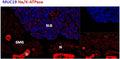 IHC staining of cells of the sublingual salivary gland (SLG) in mouse, but not any cells of the submandibular salivary gland (SMG). Mucin 19 antibody was used at 1.8ug/ml.