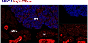 IHC staining of cells of the sublingual salivary gland (SLG) in mouse, but not any cells of the submandibular salivary gland (SMG). Mucin 19 antibody was used at 1.8ug/ml.