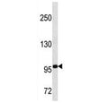 TLE4 antibody western blot analysis in NCI-H460 lysate.