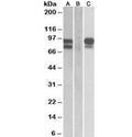 Western blot of HEK293 lysate overexpressing human PCSK9 with MYC tag probed with PCSK9 antibody (0.5ug/ml) in Lane A and probed with anti-MYC tag (1/1000) in lane C. Mock-transfected HEK293 probed with PCSK9 antibody (1ug/ml) in Lane B.