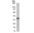 Western blot testing of MOLT4 lysate with SMUG1 antibody at 0.5ug/ml. Predicted molecular weight: ~31 kDa.