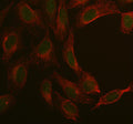 Immunofluorescent staining of MAN2C1 using anti-MAN2C1 antibody (green) and anti-Beta Tubulin antibody (red). MAN2C1 was detected in immunocytochemical section of U2OS cell. Enzyme antigen retrieval was performed using IHC enzyme antigen retrieval reagent for 15 mins. The cells were blocked with 10% goat serum. And then incubated with 5 ug/ml rabbit anti-MAN2C1 antibody and mouse anti-Beta Tubulin antibody overnight at 4oC.