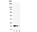 Western blot testing of IL-7 antibody and Lane 1: recombinant mouse protein 10ng; 2. 5ng; 3: 2.5ng.