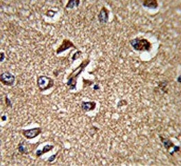 IHC testing of FFPE human brain tissue with UNRIP antibody. HIER: steam section in pH6 citrate buffer for 20 min and allow to cool prior to staining.