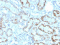 IHC staining of FFPE human kidney with RBP4 antibody. HIER: boil tissue sections in pH 9 10mM Tris with 1mM EDTA for 20 min and allow to cool before testing.