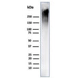 Western blot testing of human MCF-7 cell lysate using recombinant Mucin-1 antibody (clone MUC1/4416R). This glycoprotein is commonly visualized between 120~500 kDa.