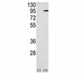 Western blot analysis APP antibody and 293 cell lysate (2 ug/lane) either nontransfected (Lane 1) or transiently transfected with the APP gene (2). Predicted molecular weight 79~120 kDa depending on glycosylation level.