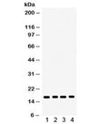 Western blot testing of 1) rat liver, 2) rat lung, 3) rat pancreas, 4) human HeLa lysate with CENPA antibody. Predicted/observed molecular weight ~16 kDa.