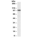 Western blot testing of NIH3T3 lysate with SEC23A antibody at 2ug/ml. Predicted molecular weight: ~86kDa, observed here at ~100kDa.