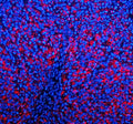 Immunofluorescent staining of EMC1 using anti-EMC1 antibody (red). EMC1 was detected in a paraffin-embedded section of rat ovary tissue. Heat mediated antigen retrieval was performed in EDTA buffer (pH 8.0, epitope retrieval solution). The tissue section was blocked with 10% goat serum. The tissue section was then incubated with 5 ug/ml rabbit anti-EMC1 antibody overnight at 4oC. Cy3 Conjugated Goat Anti-Rabbit IgG was used as secondary antibody at 1:500 dilution and incubated for 30 min at 37oC.