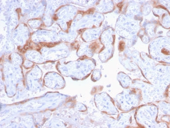 IHC staining of FFPE human placenta with PAPP-A antibody (clone PAPPA/2718). HIER: boil tissue sections in pH6, 10mM citrate buffer, for 10-20 min and allow to cool before testing.