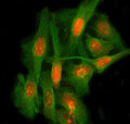 Immunofluorescent staining of FFPE human HeLa cells with LEO1 antibody (red) and Beta Tubulin mAb (green). HIER: steam section in pH6 citrate buffer for 20 min.